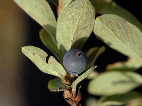 Chèvrefeuille velu(Lonicera villosa)_3