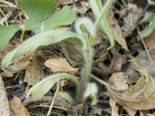 Épervière prés(Pilosella caespitosa)_7