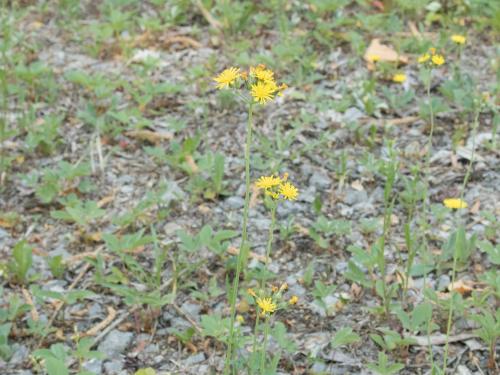 Épervière fleurs nombreuses(Pilosella x floribunda)_4