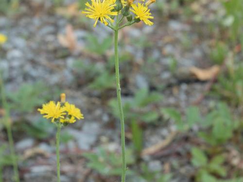 Épervière fleurs nombreuses(Pilosella x floribunda)_5