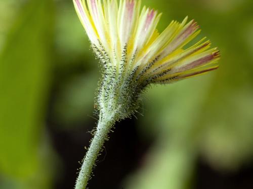 Épervière piloselle(Pilosella officinarum)_2