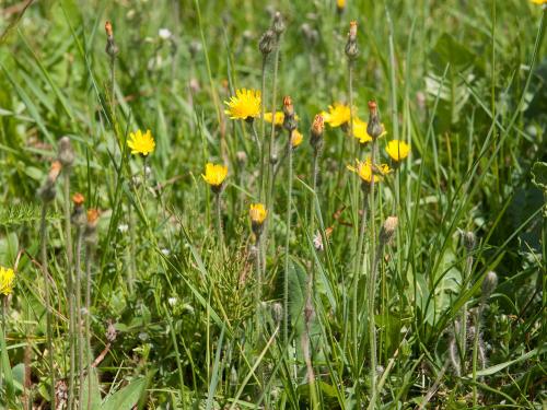 Épervière piloselle(Pilosella officinarum)_5