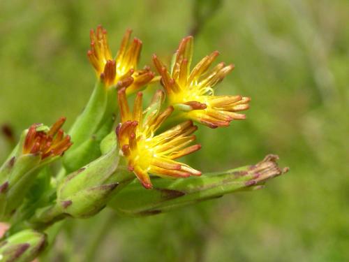 Laitue Canada (Lactuca canadensis)_2