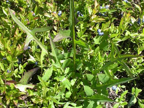 Laitue Canada (Lactuca canadensis)_4