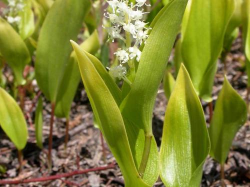 Maianthème Canada (Maianthemum canadense)_1