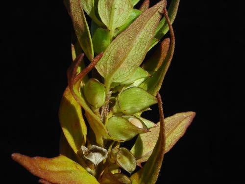 Mélampyre linéaire (Melampyrum lineare)_3