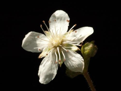 Potentille tridentée (Potentilla tridentata)_2