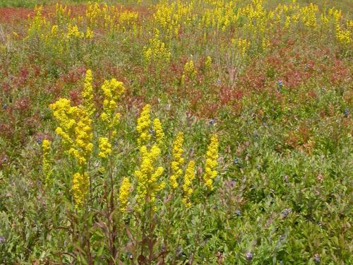 Verge d'or pubérulente(Solidago puberula)_1