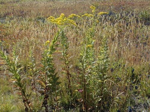 Verge d'or rugueuse(Solidago rugosa)_3