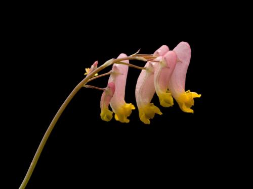 Corydale toujours verte(Capnoides sempervirens)_2