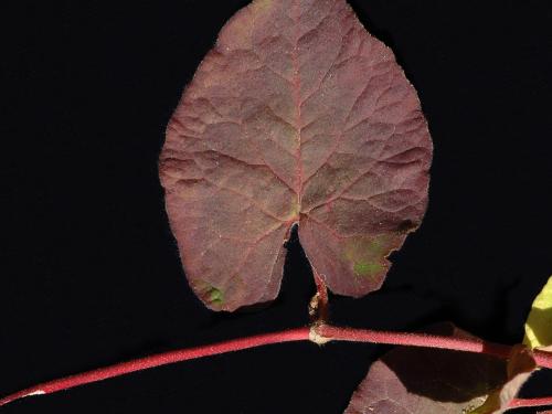 Renouée noeuds ciliés (Fallopia cilinodis)_2