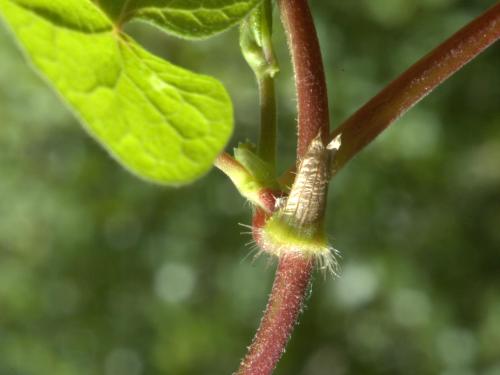 Renouée noeuds ciliés (Fallopia cilinodis)_3