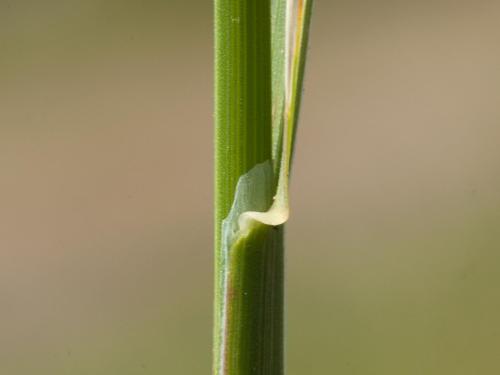 Pâturin comprimé (Poa compressa)_5