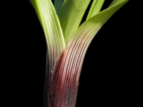 Carex fruits glabres(Carex tonsa)_4