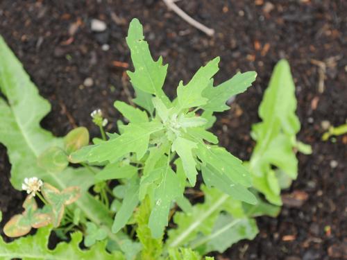 Chénopode feuilles figuier(Chenopodium ficifolium)_12