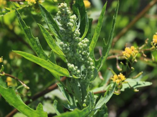 Chénopode feuilles figuier(Chenopodium ficifolium)_15