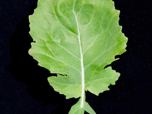 Canola(Brassica napus)_7