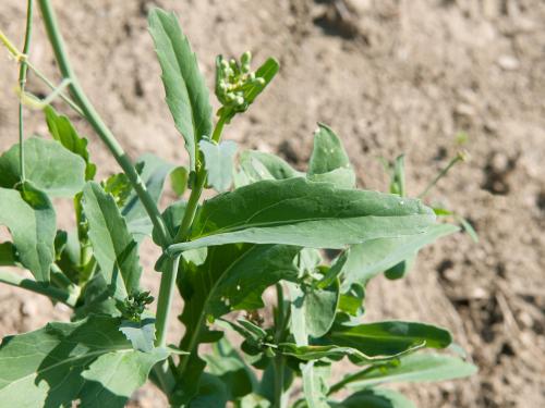 Canola(Brassica napus)_9