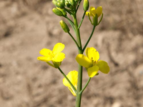 Canola(Brassica napus)_14