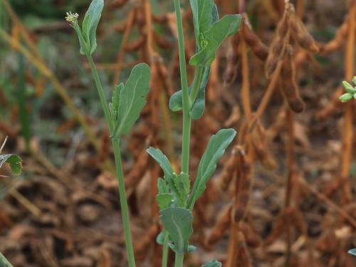 Canola(Brassica napus)_18