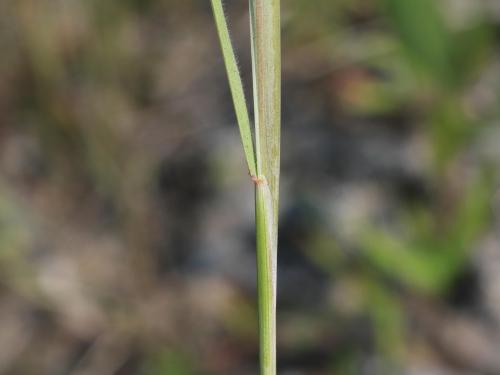 Orge queue-écureuil (Hordeum jubatum)_9