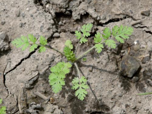 Érodium cicutaire (Erodium cicutarium)_9