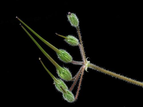 Érodium cicutaire (Erodium cicutarium)_15