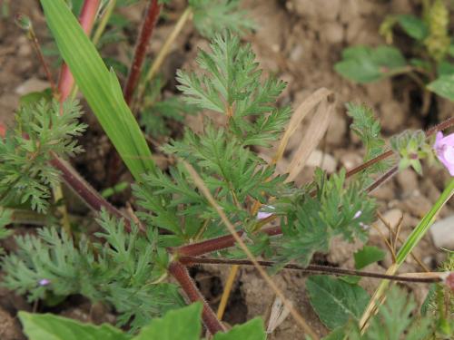 Érodium cicutaire (Erodium cicutarium)_19