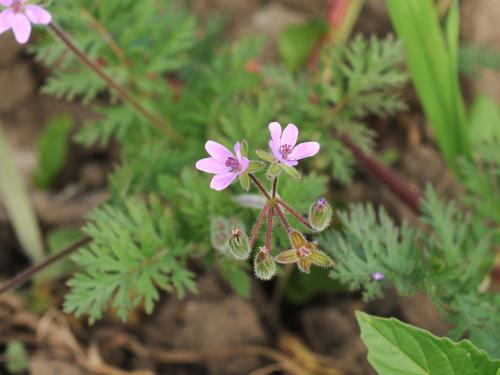 Érodium cicutaire (Erodium cicutarium)_21