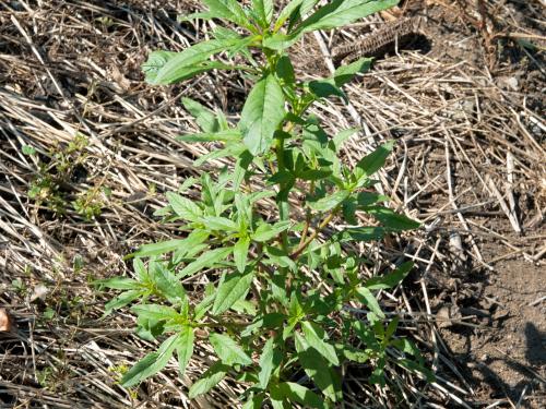 Amarante tuberculée(Amaranthus tuberculatus)_1