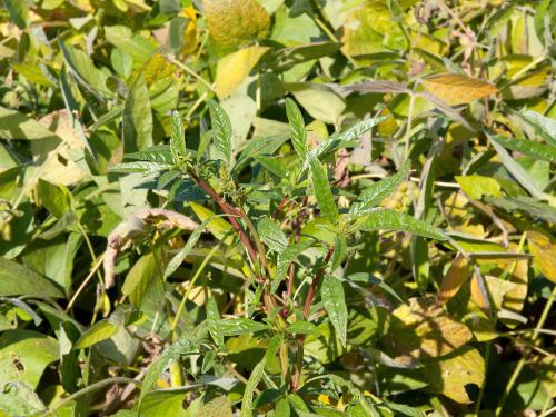 Amarante tuberculée(Amaranthus tuberculatus)_11