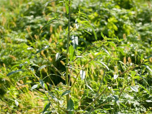 Amarante tuberculée(Amaranthus tuberculatus)_12