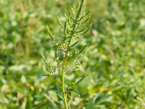 Amarante tuberculée(Amaranthus tuberculatus)_17