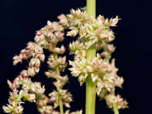 Amarante tuberculée(Amaranthus tuberculatus)_21