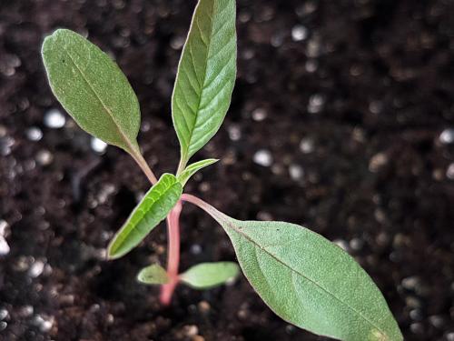 Amarante tuberculée(Amaranthus tuberculatus)_24