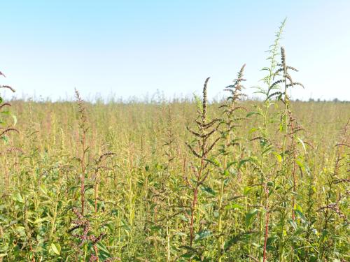 Amarante tuberculée(Amaranthus tuberculatus)_27