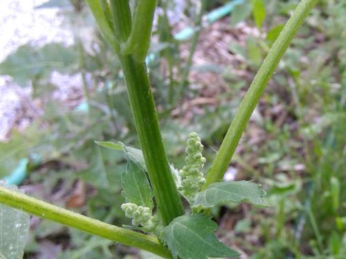 Ive feuilles lampourde (Cyclachaena xanthiifolia)_13