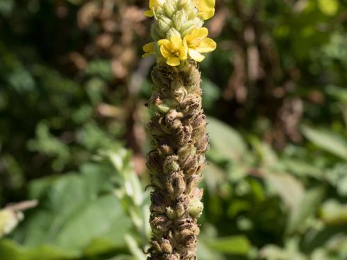 Grande molène (Verbascum thapsus)_6