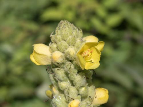 Grande molène (Verbascum thapsus)_10