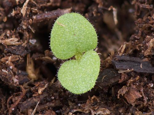 Grande molène (Verbascum thapsus)_15