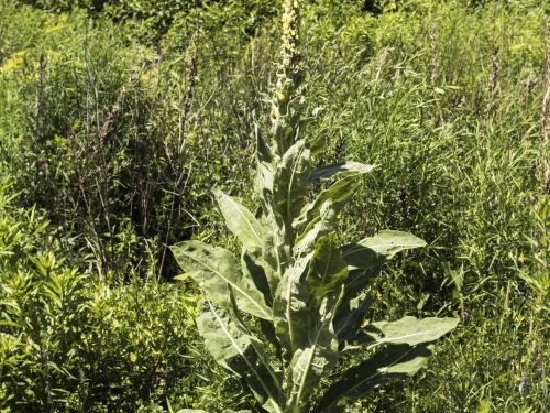 Grande molène (Verbascum thapsus)_18