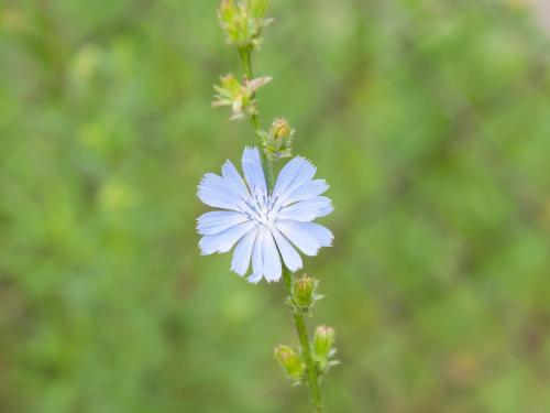 Chicorée sauvage(Cichorium intybus)_1