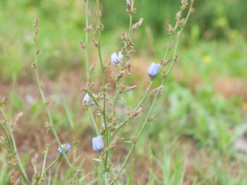 Chicorée sauvage(Cichorium intybus)_5