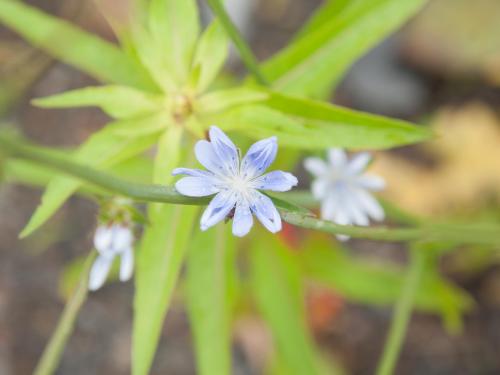 Chicorée sauvage(Cichorium intybus)_6