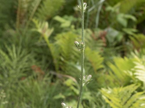 Chicorée sauvage(Cichorium intybus)_8