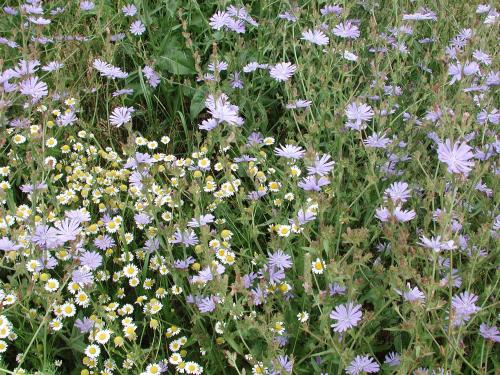 Chicorée sauvage(Cichorium intybus)_11