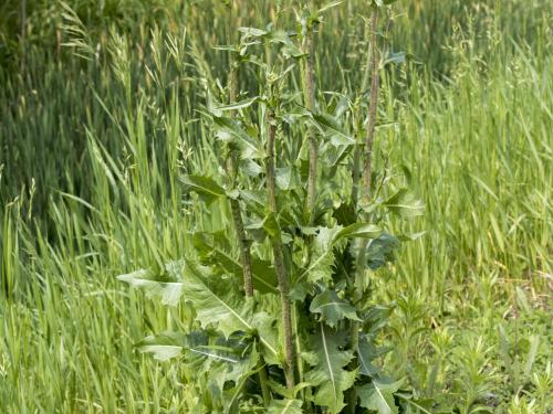 Chicorée sauvage(Cichorium intybus)_18