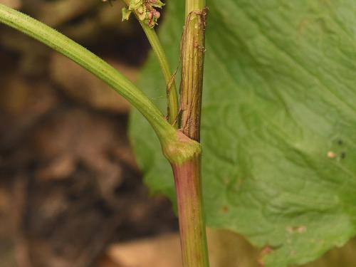 Patiente feuilles obtuses (Rumex obtusifolius)_11