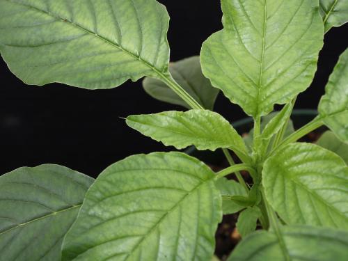 Amarante de Palmer(Amaranthus palmeri)_2