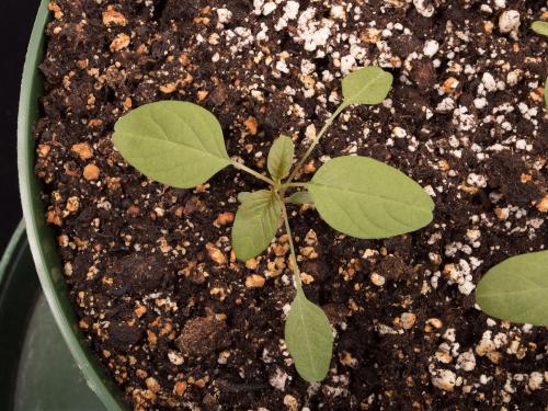 Amarante de Palmer(Amaranthus palmeri)_6